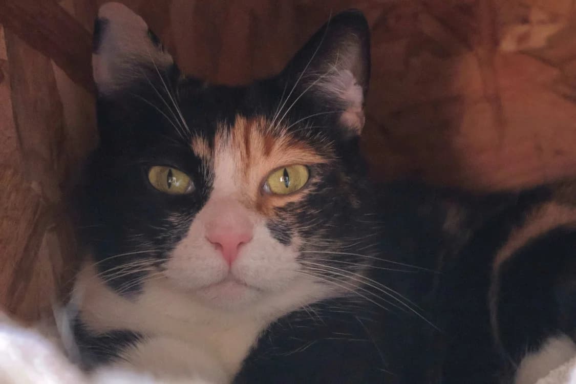 HARUKO, female 4yo Mixed Breed for adoption at SPA Draguignan (Flayosc), Draguignan