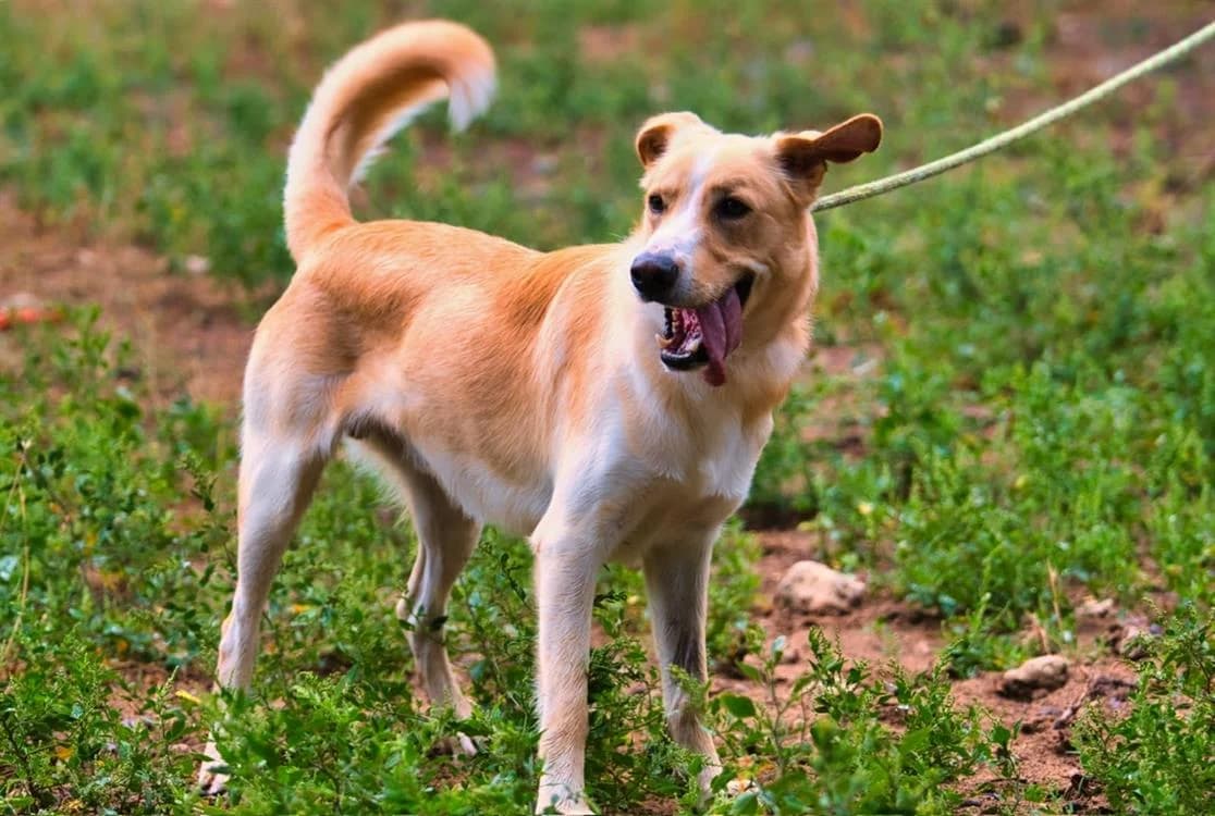 Giulio, male 4yo Labrador Retriever for adoption at SPA Draguignan (Flayosc), Draguignan