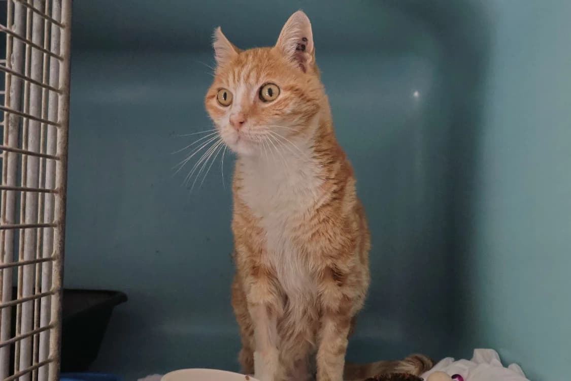 Athéna, female Mixed Breed for adoption at SPA Crozon, Crozon