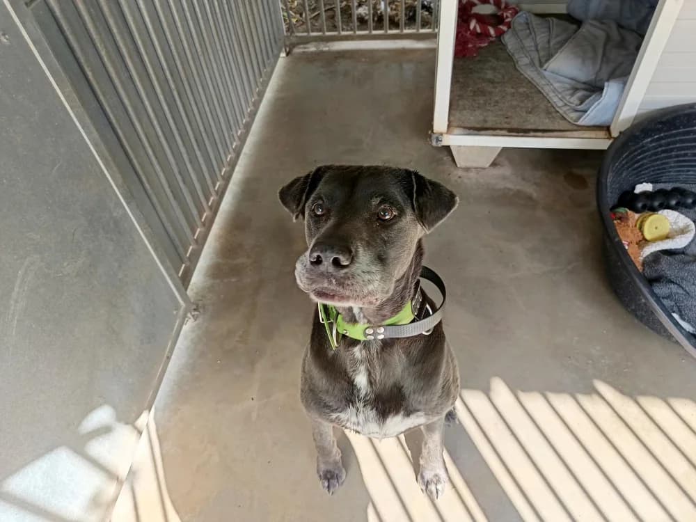 SPLASH, male senior Mixed Breed for adoption at SPA Draguignan (Flayosc), Draguignan