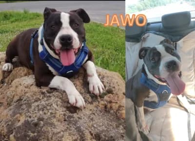 JAWO,  senior Mixed Breed for adoption at Refuge de l, spa dunoise