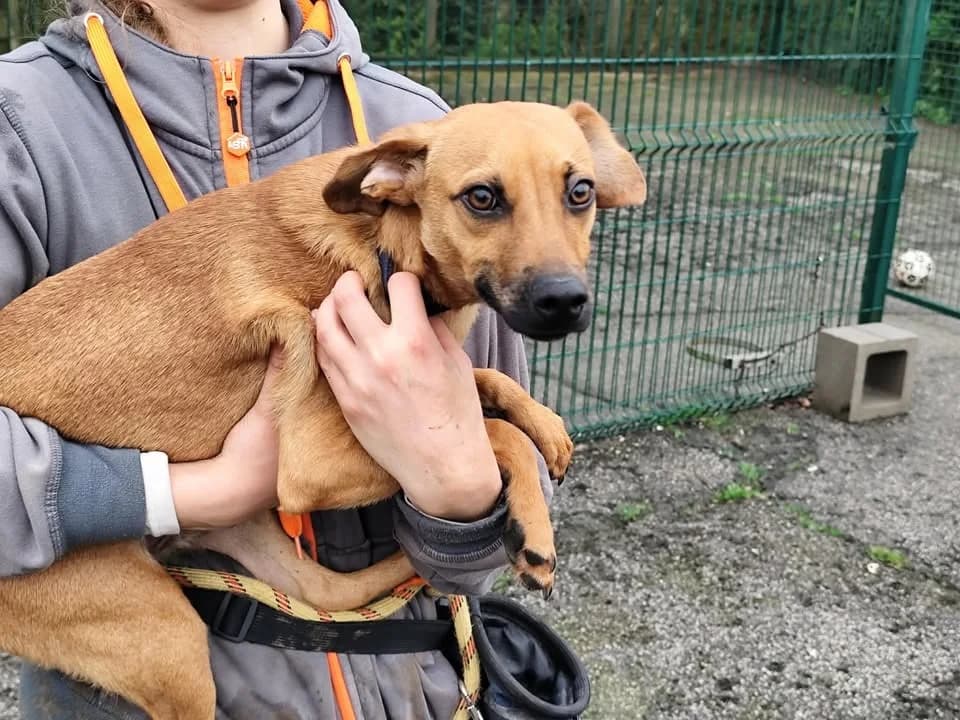 MAYLO, male mixed breed for adoption at SPA Forbach, Forbach