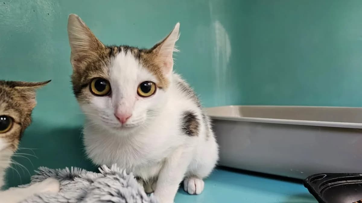 cloud, male mixed breed for adoption at Etalondes