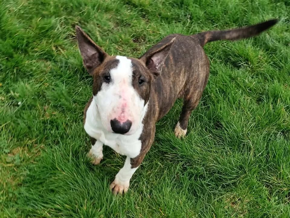 ARLETTE, female Bull Terrier for adoption at Etalondes
