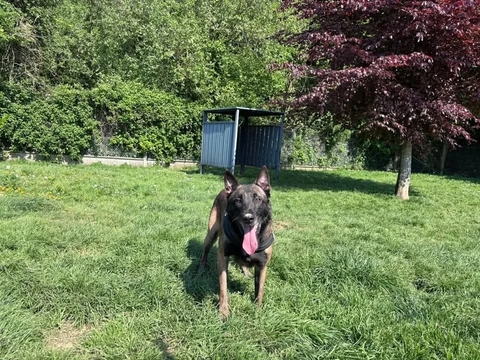 Olaf, male 6yo Belgian Malinois for adoption at SPA Étalondes, Etalondes
