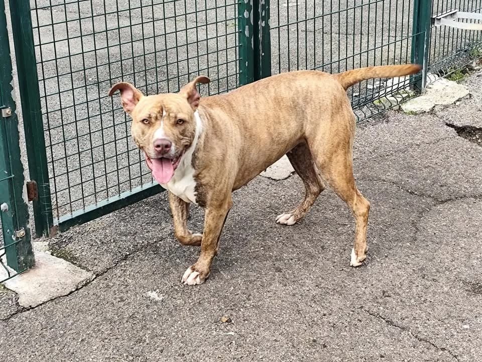 Jessy, female young mixed breed for adoption at SPA Étalondes, Etalondes