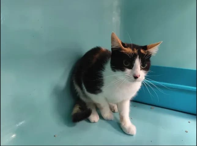 PRINCESSE, Mixed Breed (Jean Leriche))