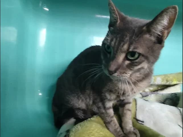 Felina, female 6yo Mixed Breed for adoption at SPA Étalondes, Etalondes