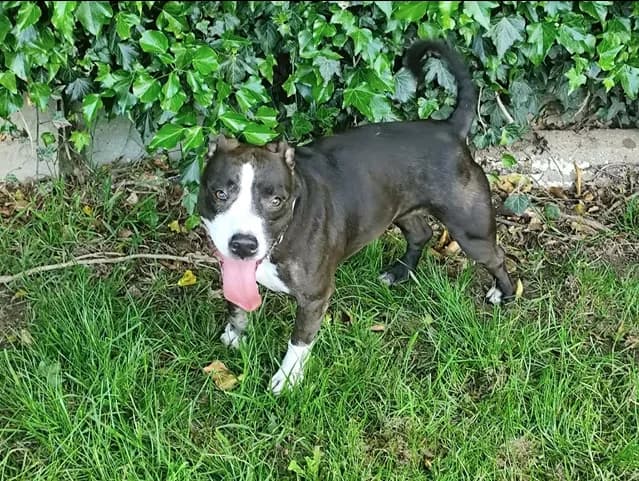 Carpette, female 5yo mixed breed for adoption at SPA Étalondes, Etalondes