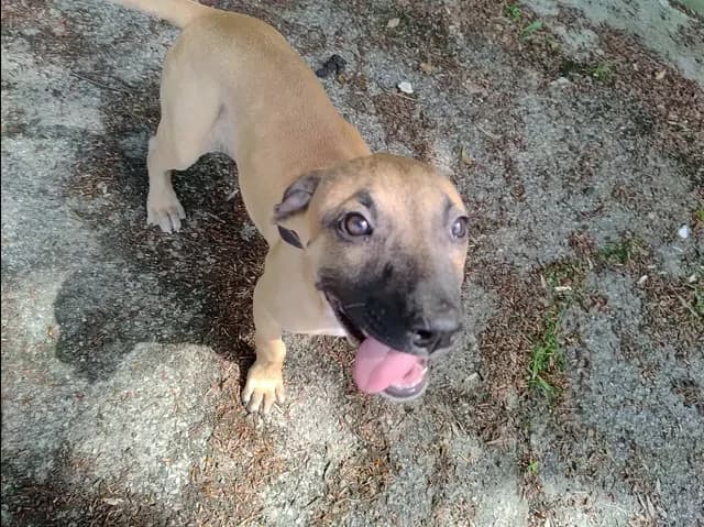 MARGOT, female mixed breed for adoption at Maison SPA), Niort