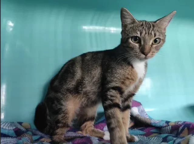 Caline, female young Mixed Breed for adoption at SPA Étalondes, Etalondes