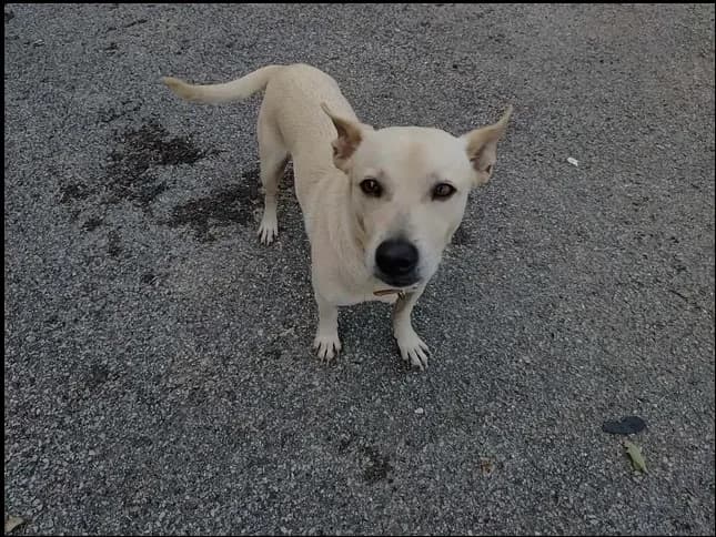 Lucky, male young mixed breed for adoption at SPA Étalondes, Etalondes