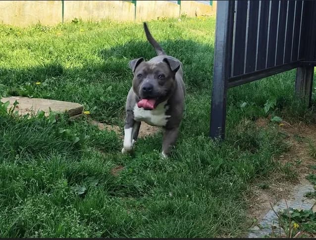 STITCH, male young mixed breed for adoption at SPA Étalondes, Etalondes
