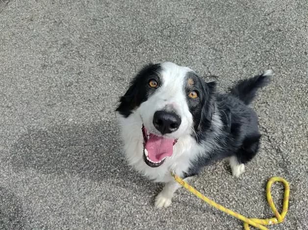 Groot, Border Collie (SPA Étalondes)