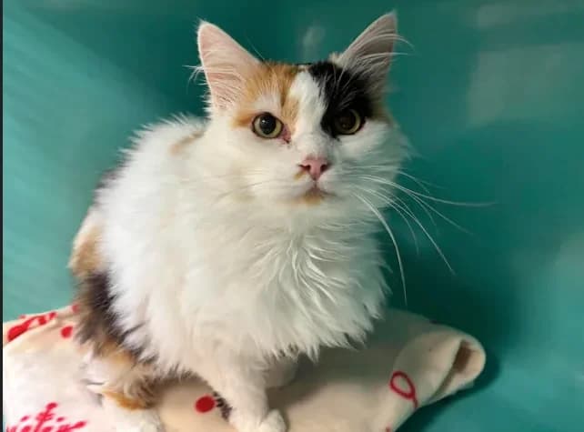 POUILLETTE, female 7yo Mixed Breed for adoption at SPA Étalondes, Etalondes