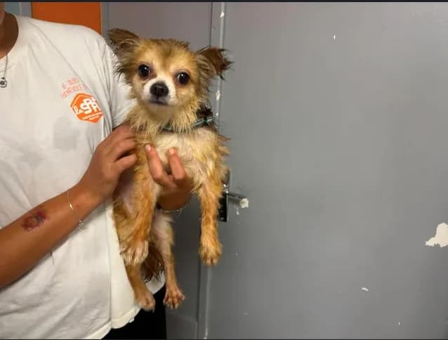 rishi, male 6yo Chihuahua for adoption at SPA Étalondes, Etalondes