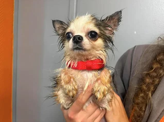 saphir, male 5yo Chihuahua for adoption at SPA Étalondes, Etalondes