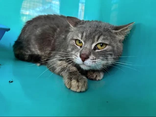 Hobbit, male 5yo Mixed Breed for adoption at SPA Étalondes, Etalondes