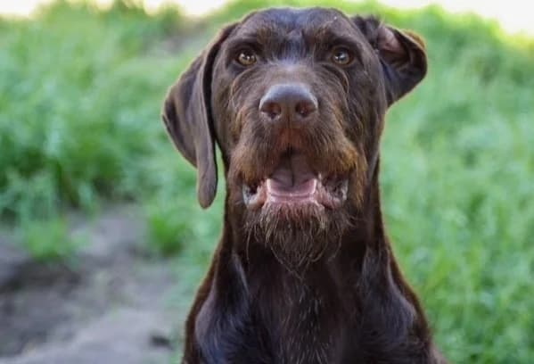 corti, male young Mixed Breed for adoption at SPA Étalondes, Etalondes