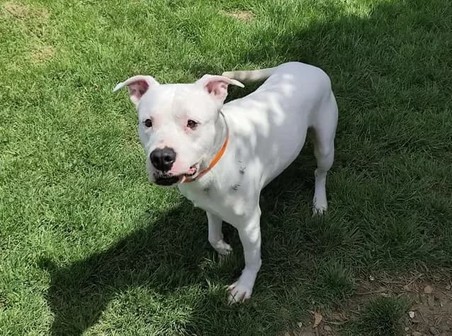 Tyler, male 5yo mixed breed for adoption at SPA Étalondes, Etalondes