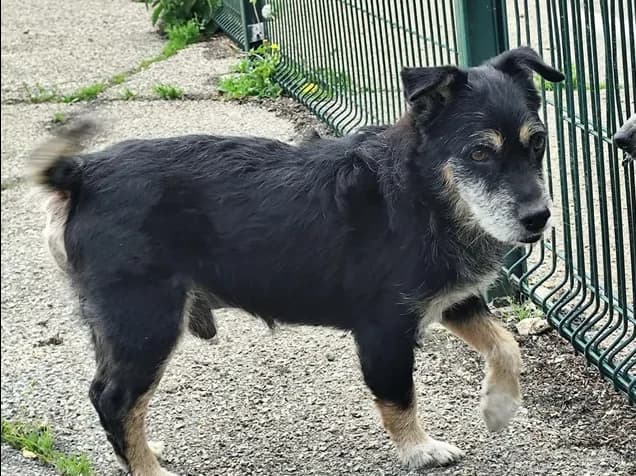 hector, male 4yo mixed breed for adoption at SPA Étalondes, Etalondes