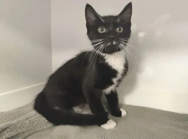 FIGARO, male Mixed Breed for adoption at SPA Étalondes, Etalondes