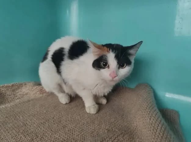 OLYMPE, female young Mixed Breed for adoption at SPA Étalondes, Etalondes