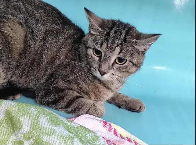 Liz, female 3yo Mixed Breed for adoption at SPA Étalondes, Etalondes