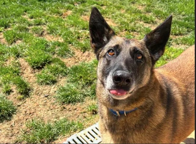 Mirka, female senior Belgian Malinois for adoption at SPA Étalondes, Etalondes