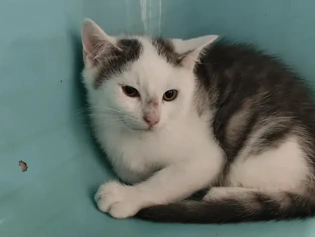 legolas, male Mixed Breed for adoption at SPA Étalondes, Etalondes
