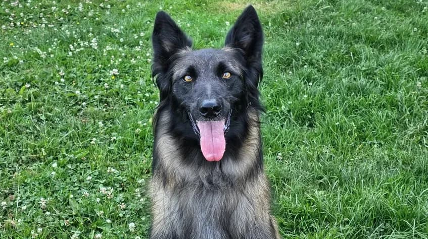 ANDY, female 5yo Mixed Breed for adoption at SPA Étalondes, Etalondes