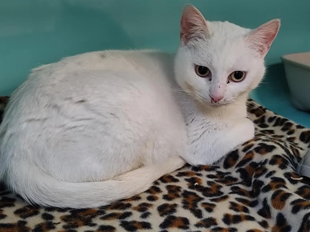 Atomic, female 6yo mixed breed for adoption at SPA Étalondes, Etalondes