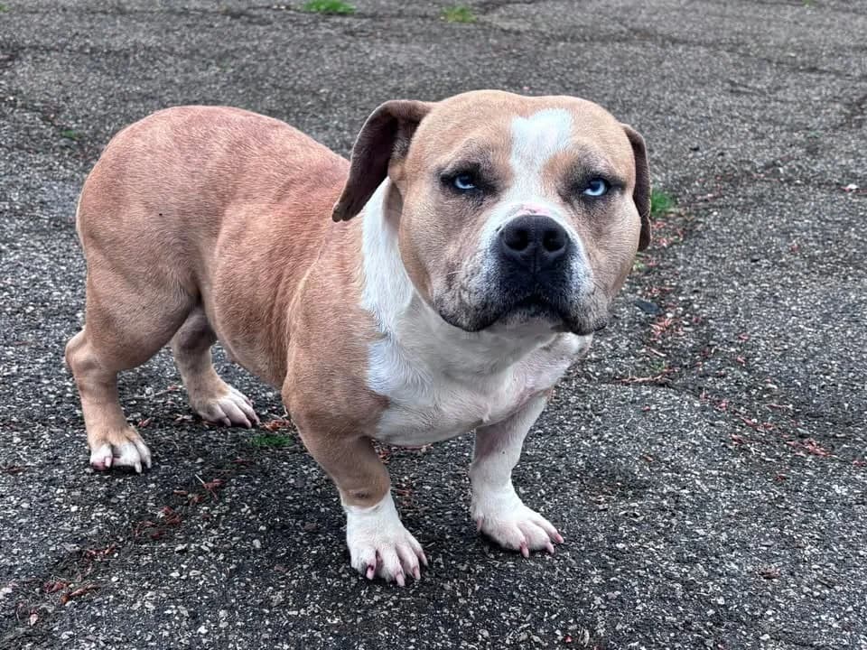 zarga, female young American Bully for adoption at SPA Étalondes, Etalondes