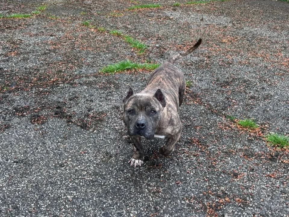 BINTA, female senior American Bully for adoption at SPA Étalondes, Etalondes