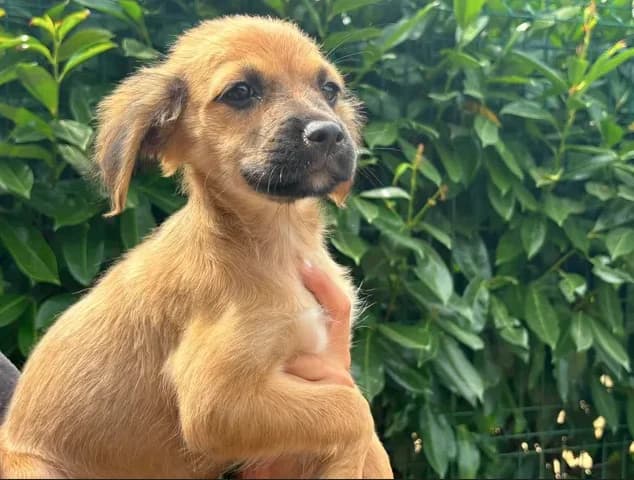 Puppy, female mixed breed for adoption at SPA Étalondes, Etalondes