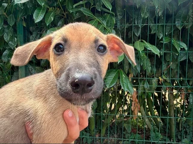 quatro, male mixed breed for adoption at SPA Étalondes, Etalondes