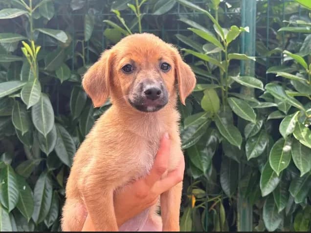 Tres, female mixed breed for adoption at SPA Étalondes, Etalondes