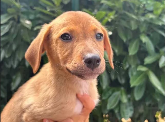 uno, female mixed breed for adoption at SPA Étalondes, Etalondes