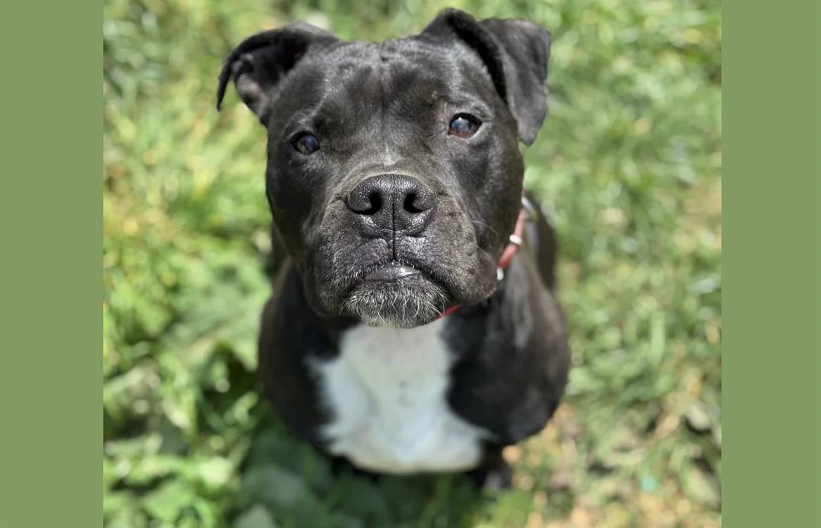 PICK, male 7yo Mixed Breed for adoption at SPA Étalondes, Etalondes