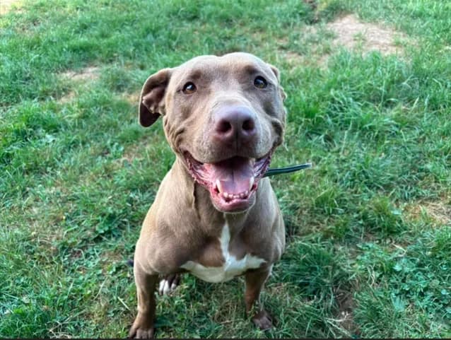 KENSEY, male 5yo Mixed Breed for adoption at SPA Étalondes, Etalondes