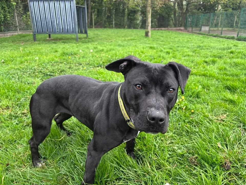 TONIC, female 3yo mixed breed for adoption at SPA Étalondes, Etalondes