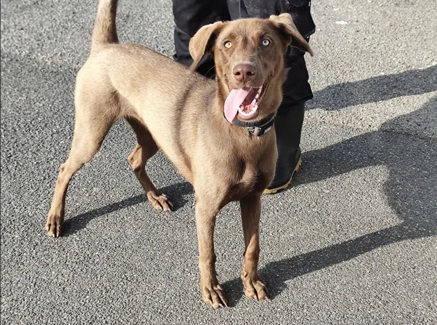 alohaka, Pointer (SPA Étalondes)