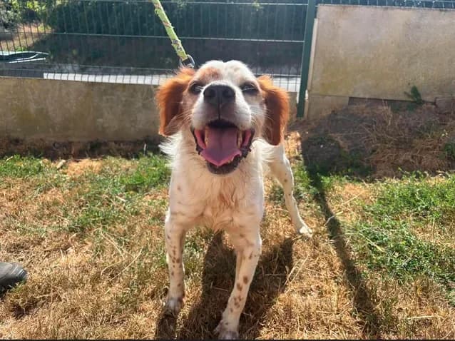 MOUSTIQUE, male senior Brittany Spaniel for adoption at SPA Étalondes, Etalondes