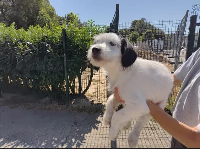 MOP, male mixed breed for adoption at SPA Étalondes, Etalondes