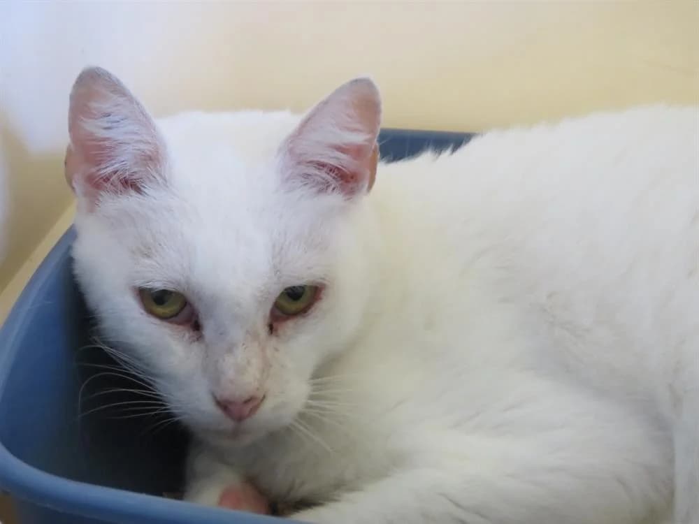 NEIGE, female senior mixed breed for adoption at SPA Étalondes, Etalondes