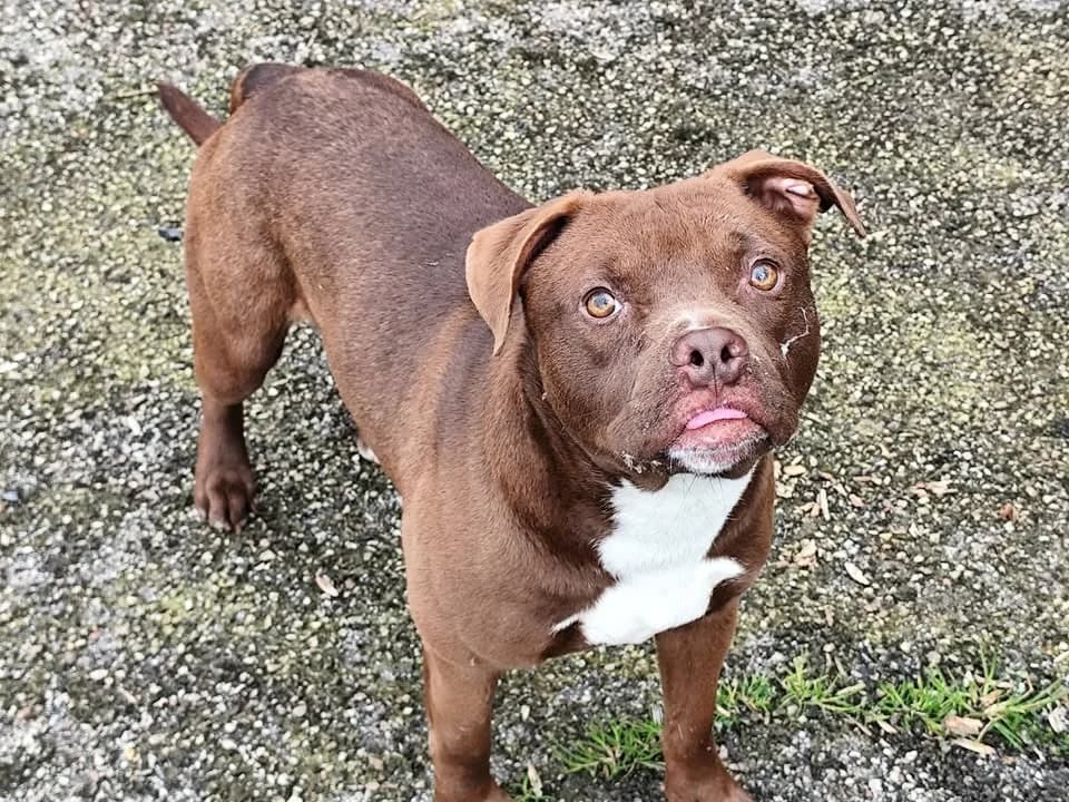 Ben, male young mixed breed for adoption at SPA Étalondes, Etalondes