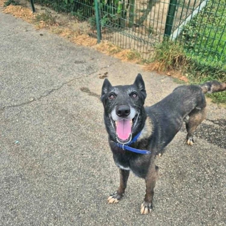 BONO, male senior Belgian Malinois for adoption at SPA Étalondes, Etalondes