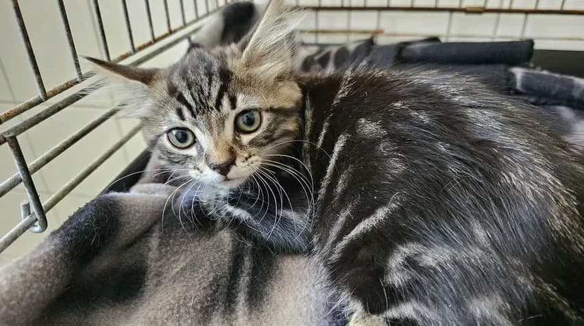 Crousty, male Mixed Breed for adoption at SPA Étalondes, Etalondes