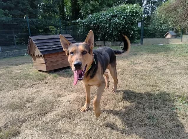 VIC, male young mixed breed for adoption at SPA Étalondes, Etalondes