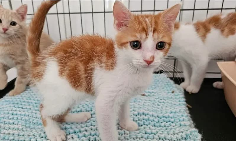 mercure, male Mixed Breed for adoption at SPA Étalondes, Etalondes